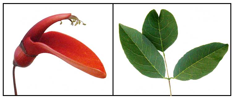 Erythrina crista galli